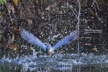 Crested Kingfisher 山梨県 Fri, 11/3/2023