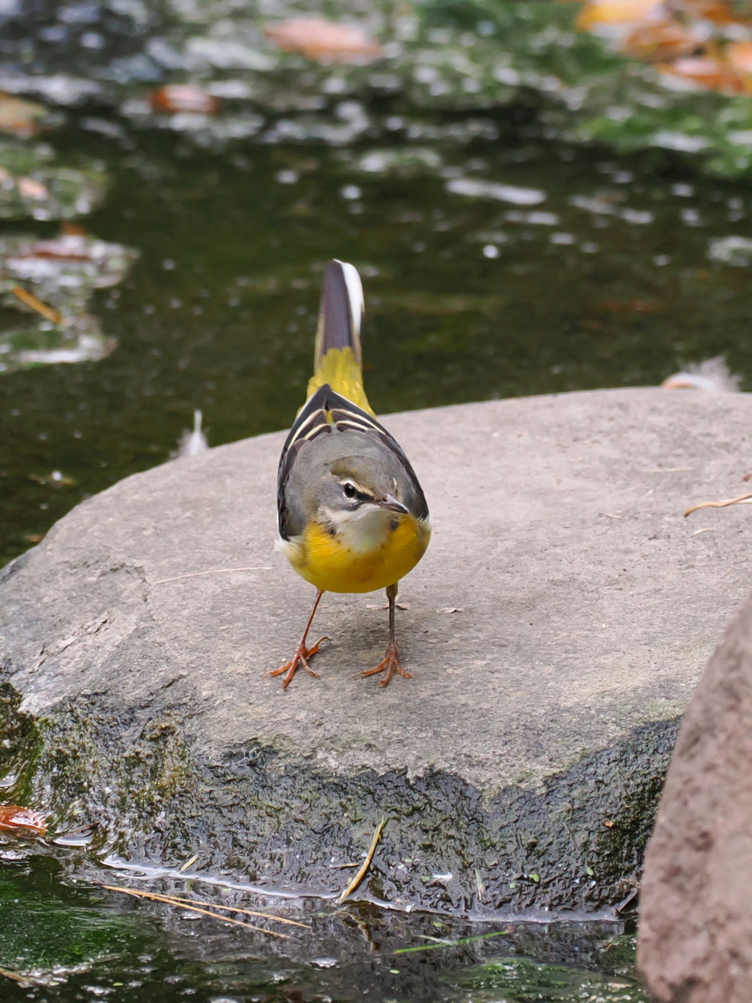 日比谷公園 キセキレイの写真 by daffy@お散歩探鳥＆遠征探鳥♪