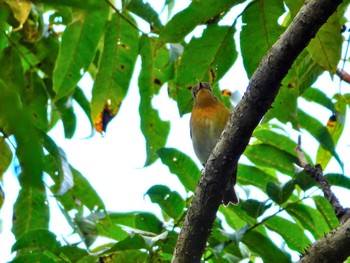 Mugimaki Flycatcher 稲佐山公園 Wed, 11/15/2023