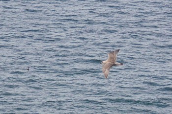 Glaucous-winged Gull 室蘭 Sat, 9/16/2023