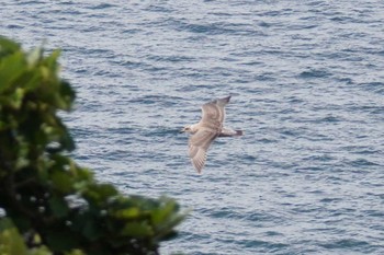 Glaucous-winged Gull 室蘭 Sat, 9/16/2023