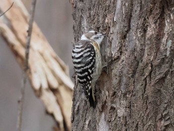 Japanese Pygmy Woodpecker(seebohmi) 盤渓川(盤渓2号橋〜盤沢砂防ダム付近) Wed, 11/15/2023