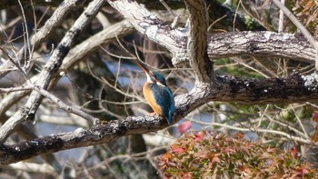 Wed, 11/15/2023 Birding report at Nara Park