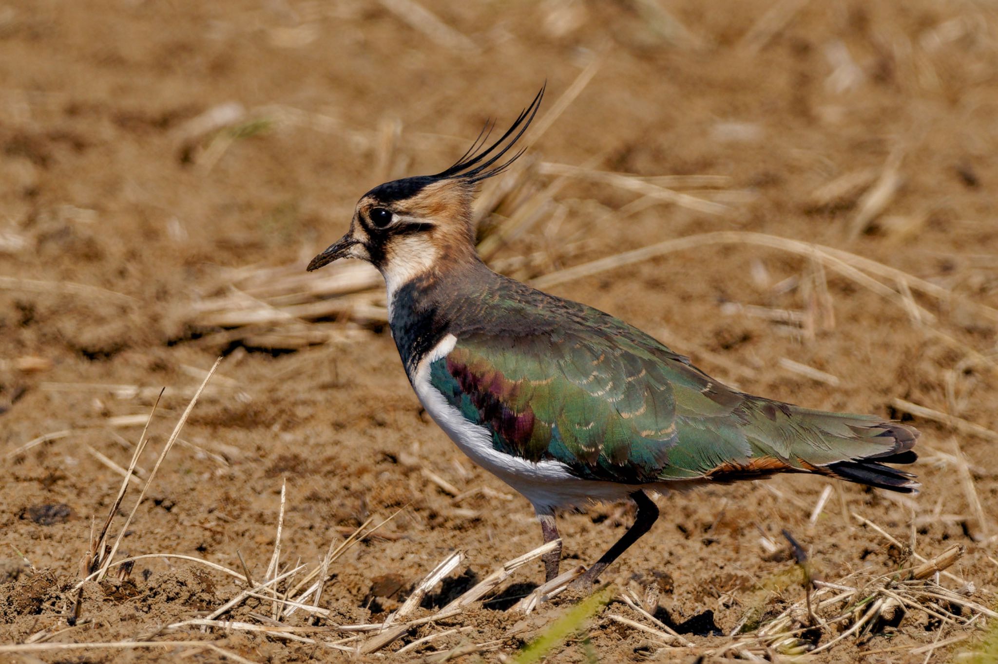 タゲリ