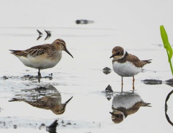 Broad-billed Sandpiper Unknown Spots Thu, 10/5/2023