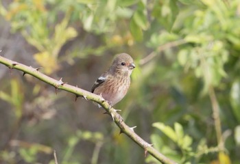 Siberian Long-tailed Rosefinch 和歌山市 Tue, 11/14/2023