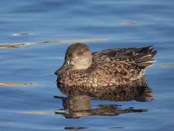 Thu, 11/16/2023 Birding report at 東品川海上公園(東京都品川区)