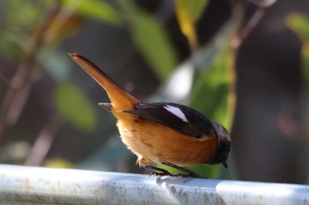 2023年11月14日(火) 早戸川林道の野鳥観察記録