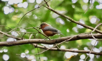 Sat, 11/11/2023 Birding report at Mizumoto Park