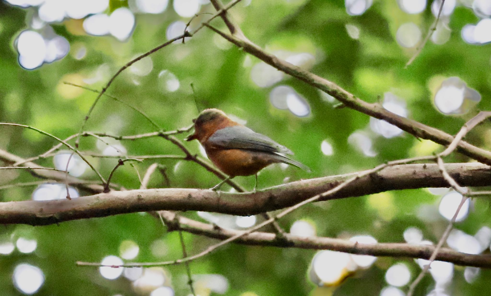 Varied Tit