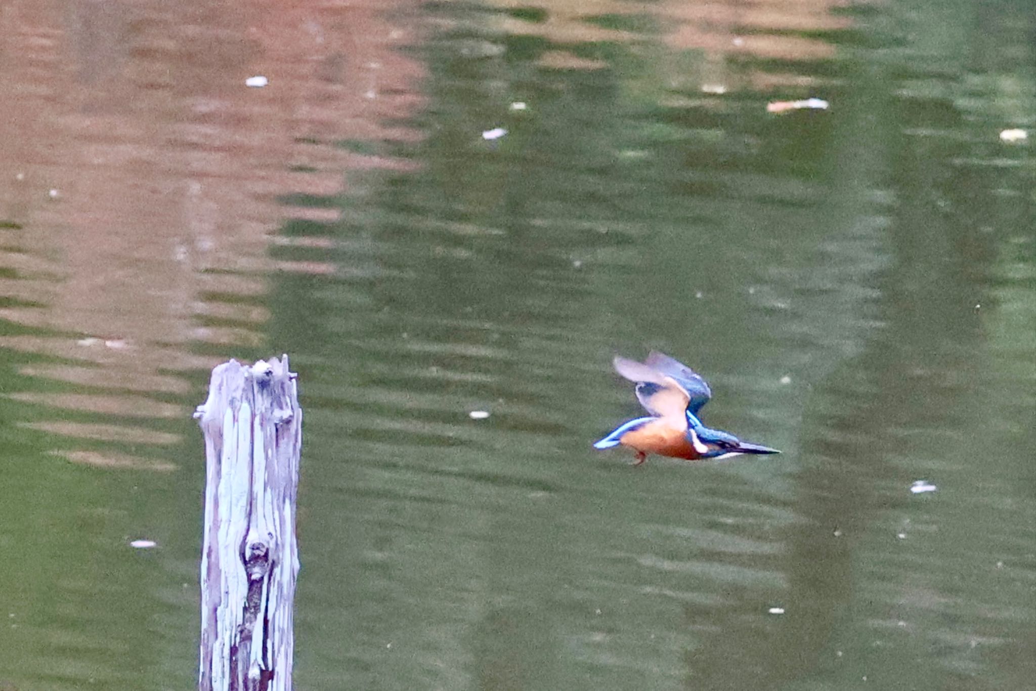 Common Kingfisher