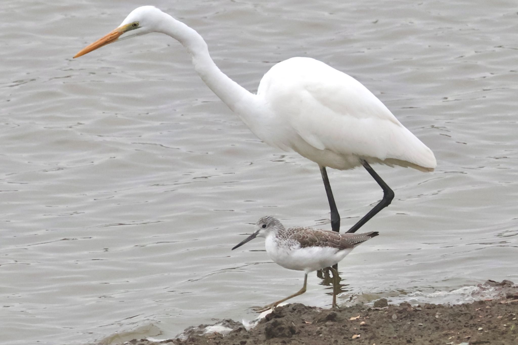 Common Greenshank