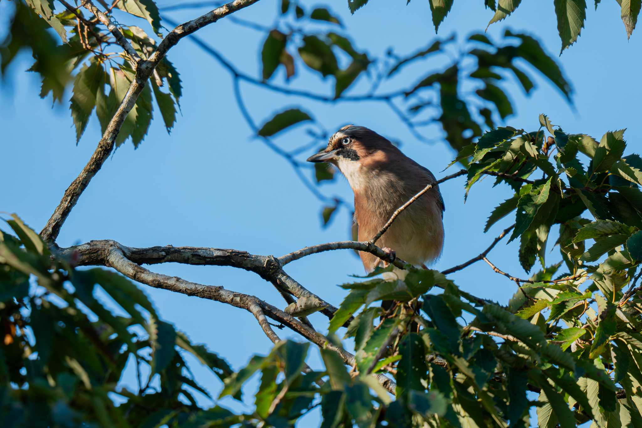 Photo of Eurasian Jay at Kodomo Shizen Park by Tosh@Bird