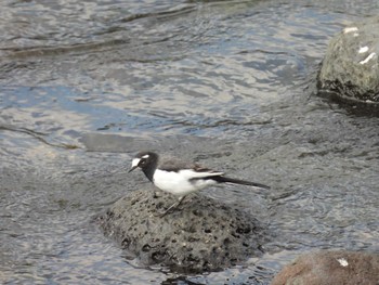 2023年11月4日(土) 黄瀬川(静岡県裾野市)の野鳥観察記録