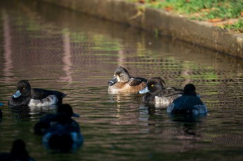 クビワキンクロ こども自然公園 (大池公園/横浜市) 2023年11月16日(木)