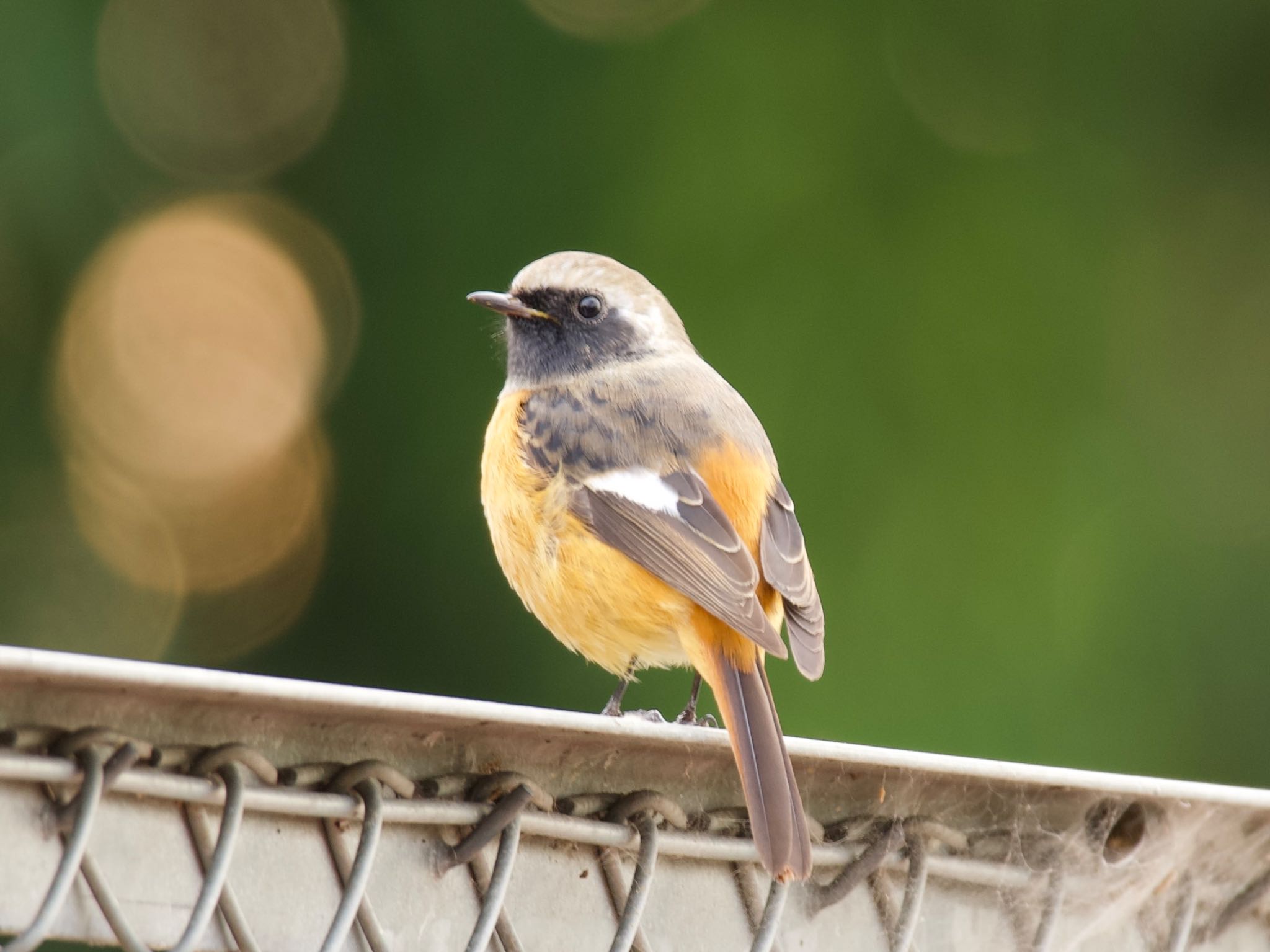 Daurian Redstart