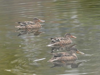 Northern Shoveler 江津湖 Thu, 11/16/2023