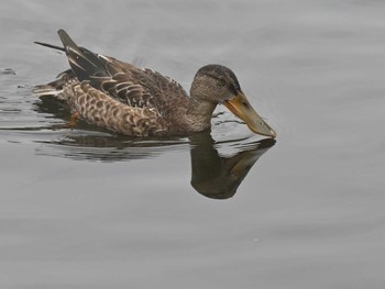 Northern Shoveler 江津湖 Thu, 11/16/2023