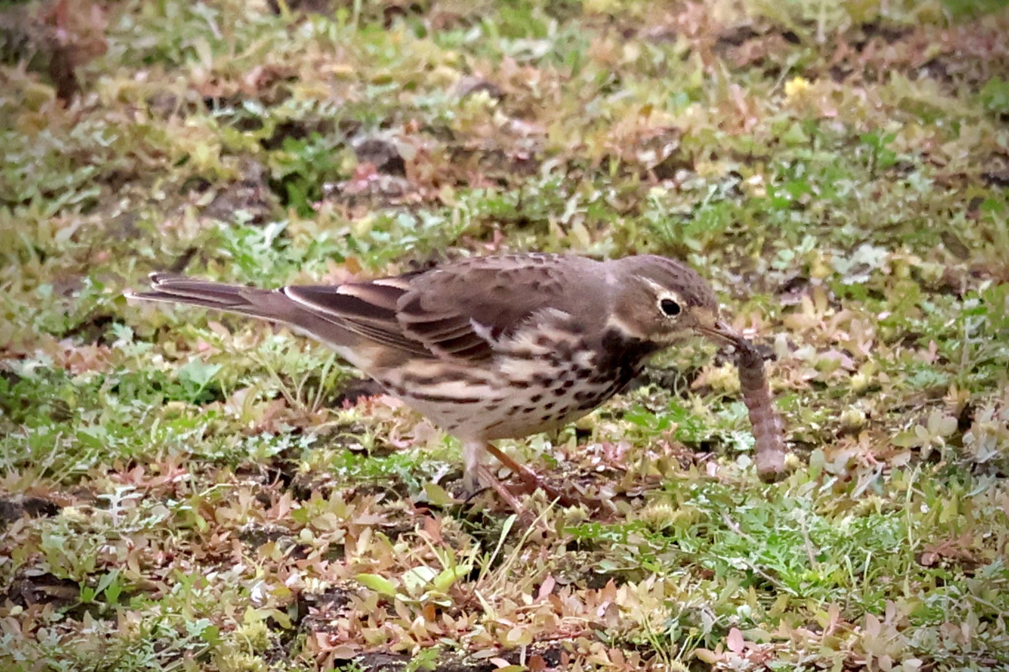 タヒバリ