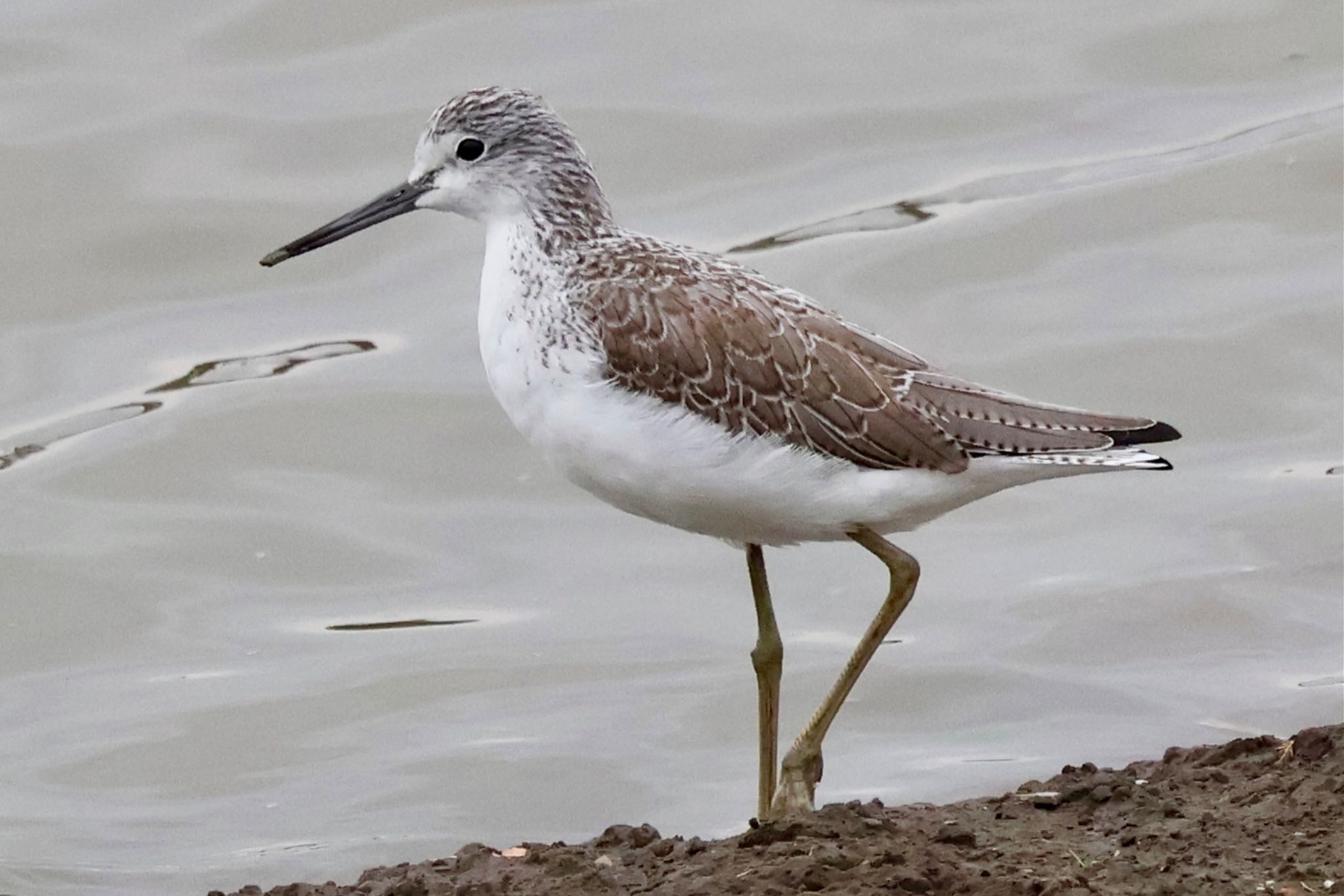 Common Greenshank