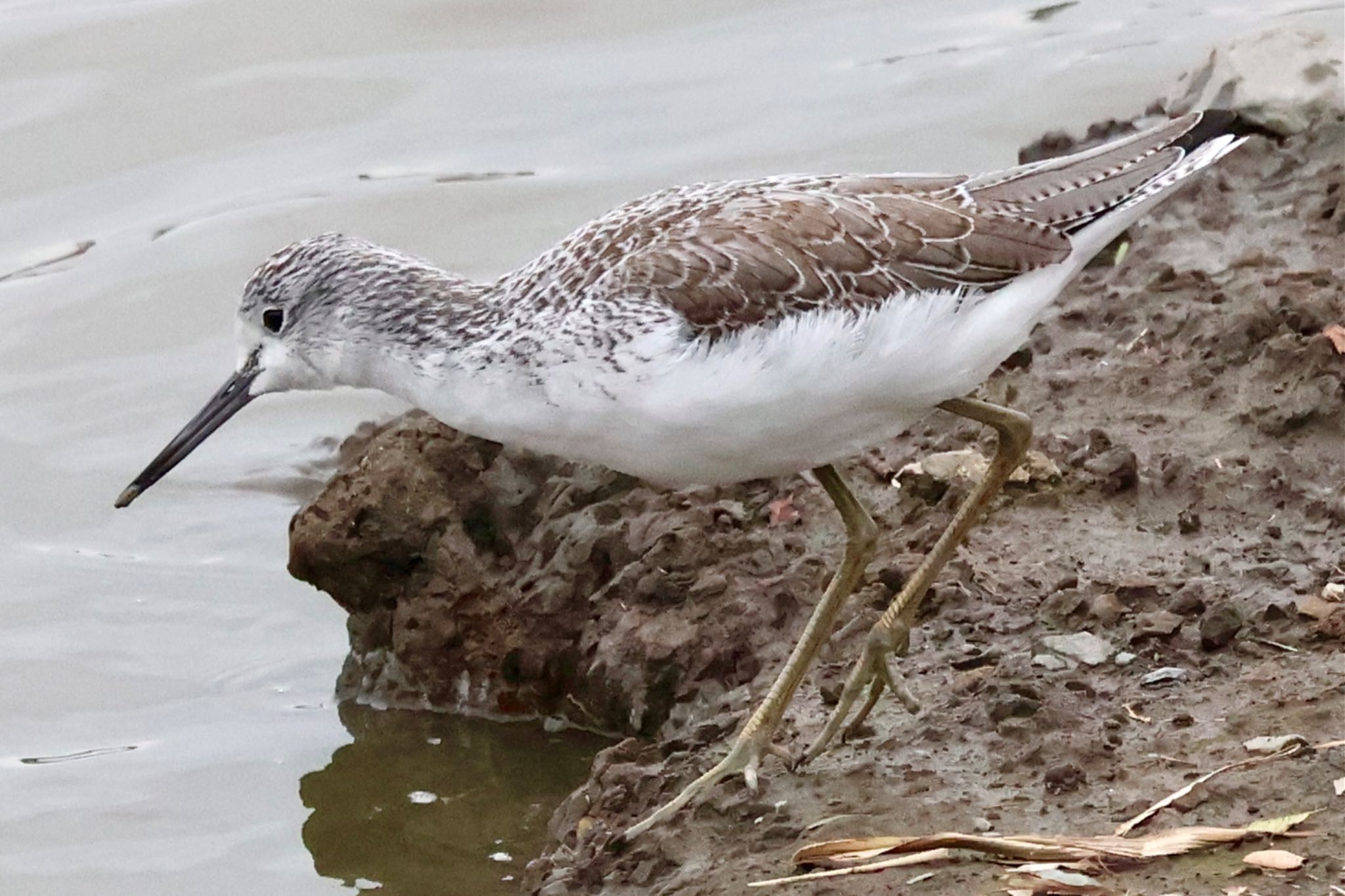 Common Greenshank