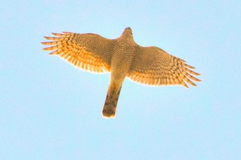 ハイタカ 葛西臨海公園 2023年11月16日(木)