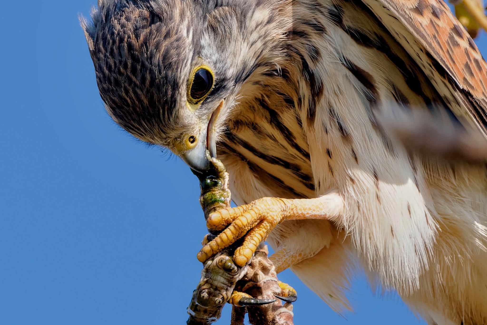 チョウゲンボウ