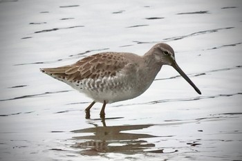 2023年11月12日(日) 伊佐沼の野鳥観察記録