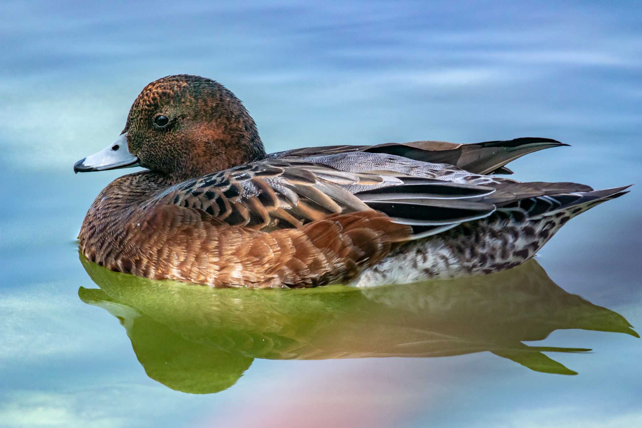 Photo of Eurasian Wigeon at Akashi Park by ときのたまお