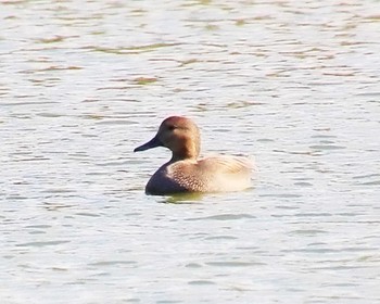 オカヨシガモ 長居公園植物園 2023年11月14日(火)