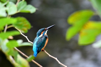 2018年10月8日(月) 野川の野鳥観察記録