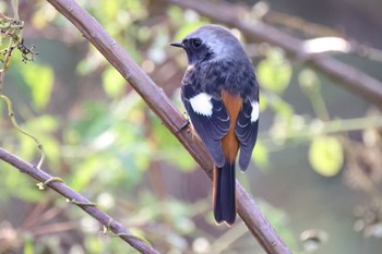 ジョウビタキ 生田緑地 2023年11月15日(水)