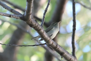 Sakhalin Leaf Warbler 滋賀県近江富士花緑公園 Mon, 10/8/2018