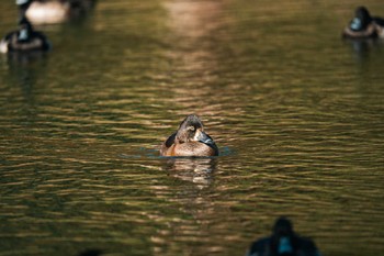 クビワキンクロ こども自然公園 (大池公園/横浜市) 2023年11月16日(木)