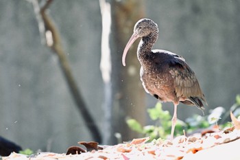 ブロンズトキ キャンベルタウン野鳥の森 2023年11月14日(火)