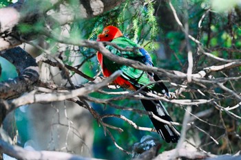 キンショウジョウインコ キャンベルタウン野鳥の森 2023年11月14日(火)