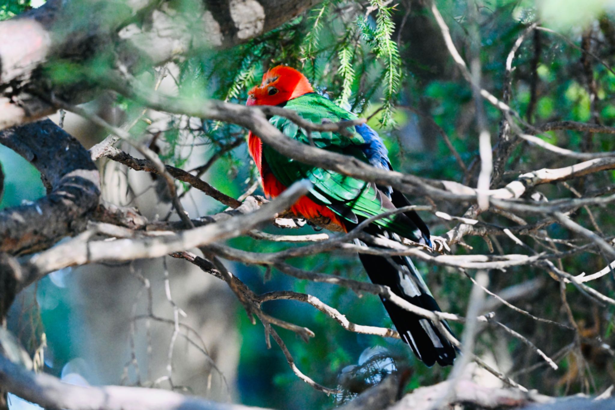 キャンベルタウン野鳥の森 キンショウジョウインコの写真 by 美妃8