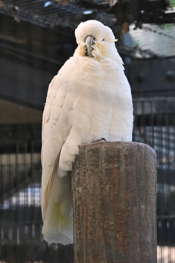 キバタン キャンベルタウン野鳥の森 2023年11月14日(火)