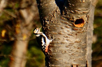 Great Spotted Woodpecker 札幌モエレ沼公園 Thu, 11/16/2023