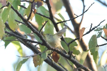 Sakhalin Leaf Warbler 滋賀県近江富士花緑公園 Mon, 10/8/2018