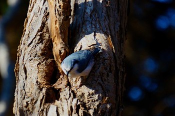 Eurasian Nuthatch 札幌モエレ沼公園 Thu, 11/16/2023