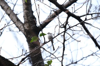 エナガ 飛鳥山公園 2023年11月9日(木)