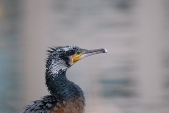 カワウ 石神井公園 2023年11月12日(日)