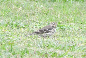 2023年11月15日(水) 六郷橋緑地の野鳥観察記録