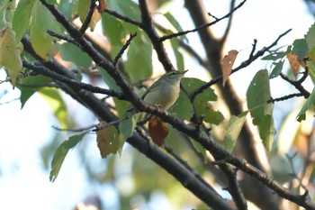 エゾムシクイ 滋賀県近江富士花緑公園 2018年10月8日(月)