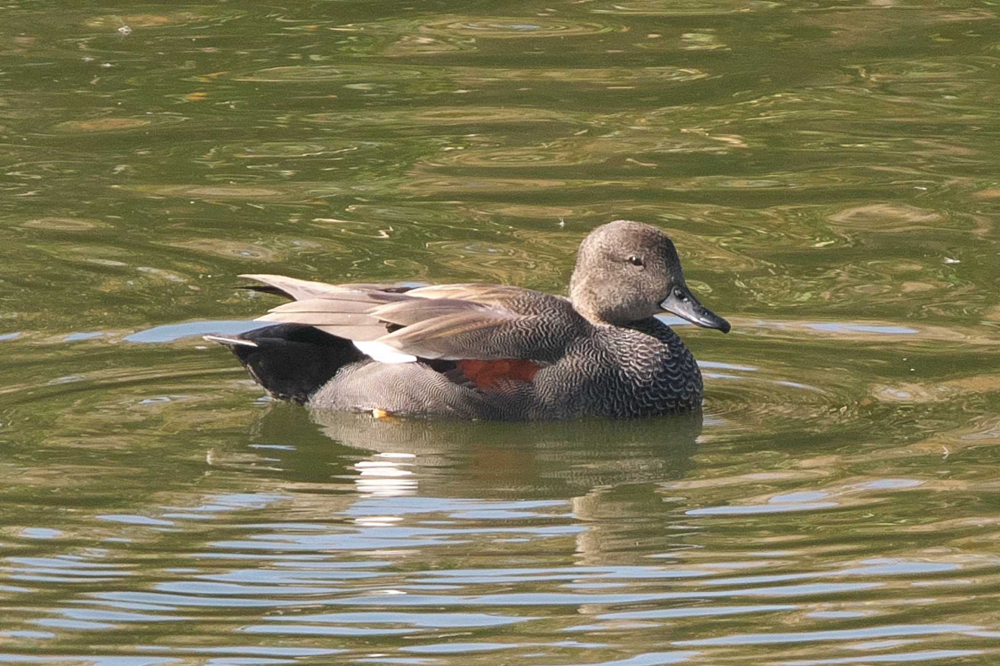 Photo of Gadwall at 境川遊水地公園 by Y. Watanabe