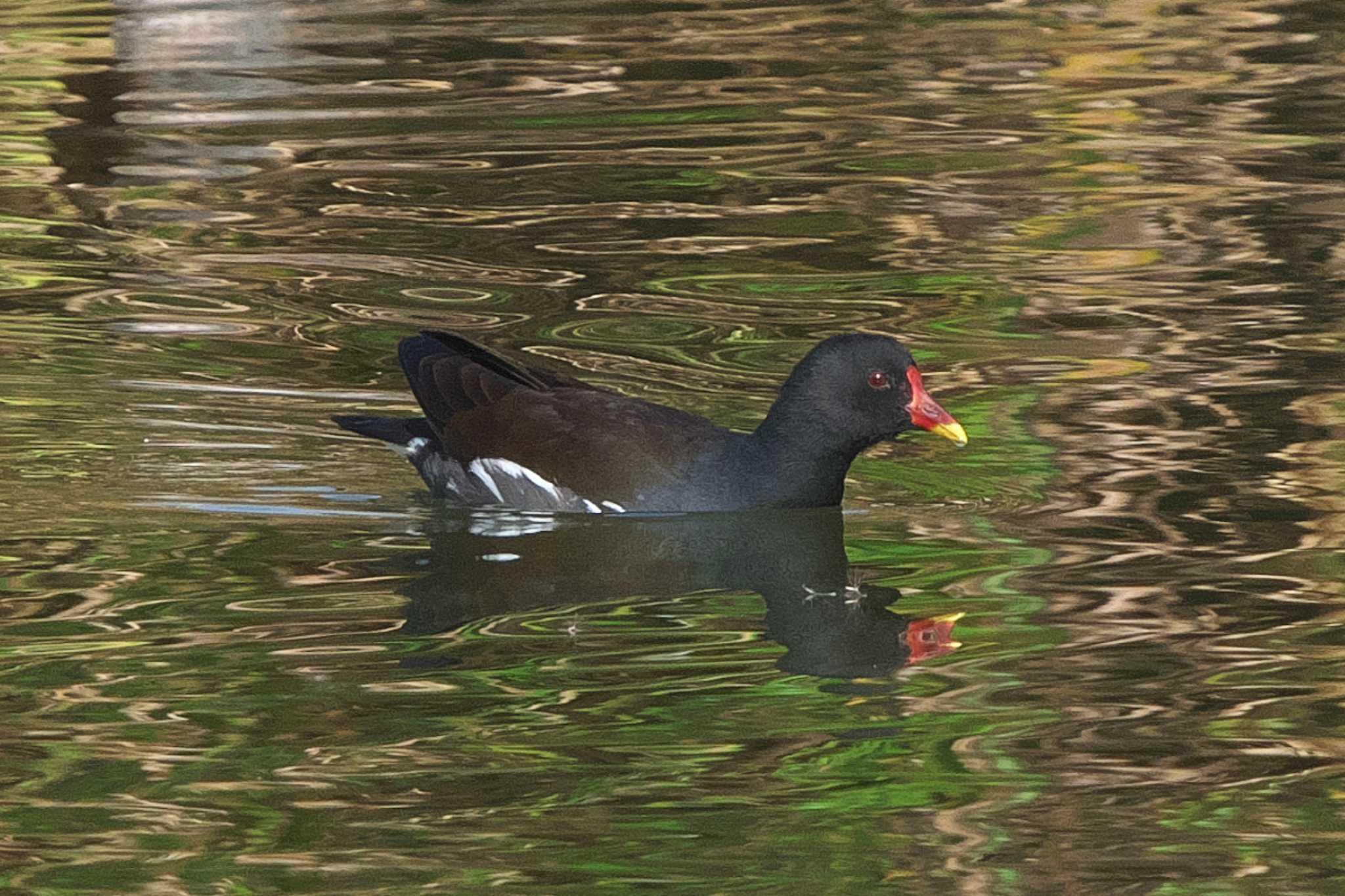 Common Moorhen