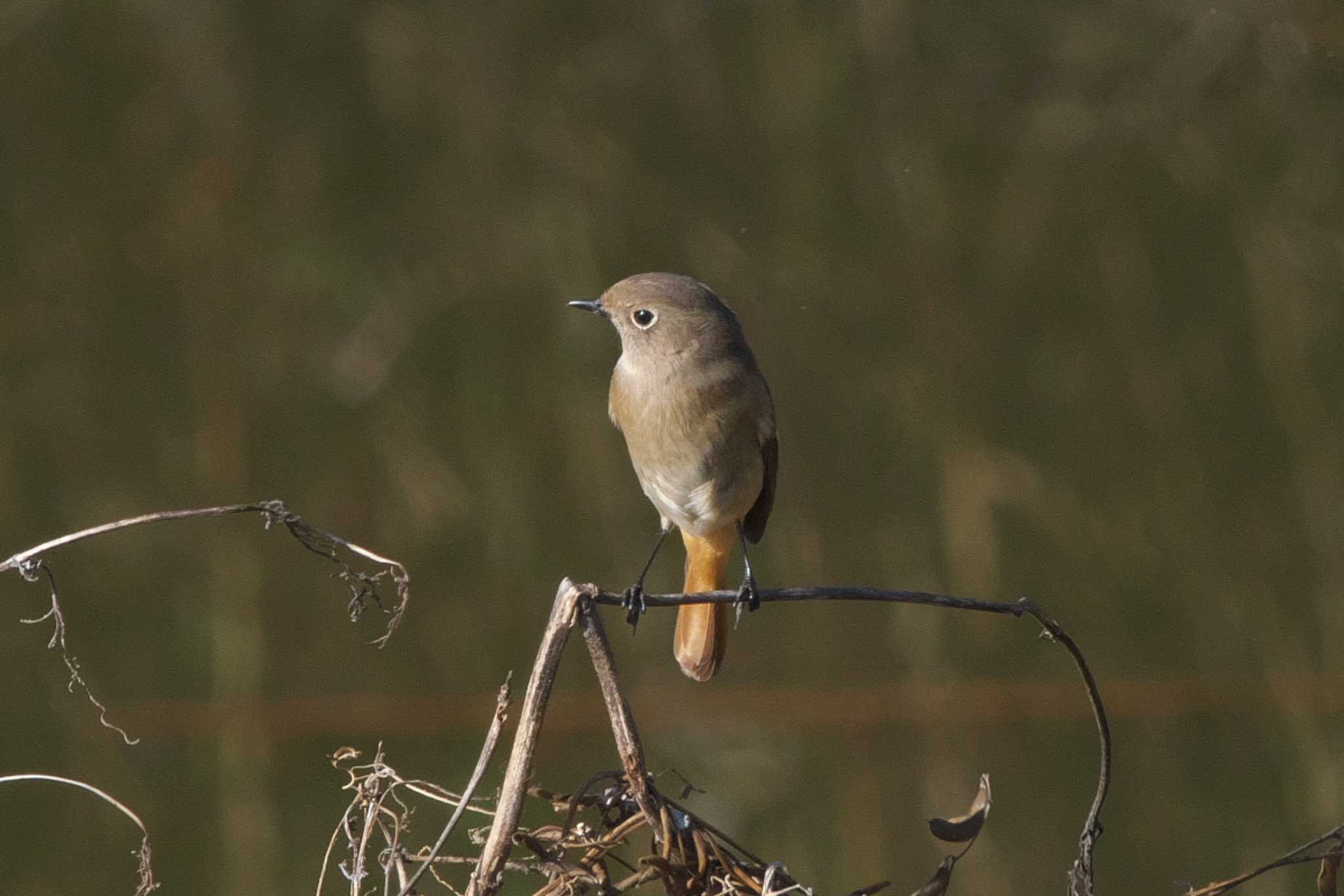 Photo of Daurian Redstart at 境川遊水地公園 by Y. Watanabe