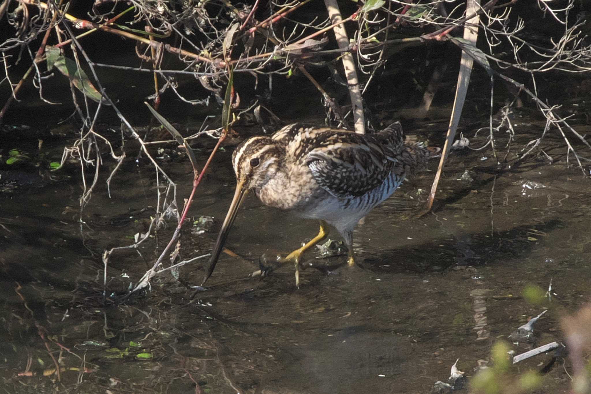 Common Snipe