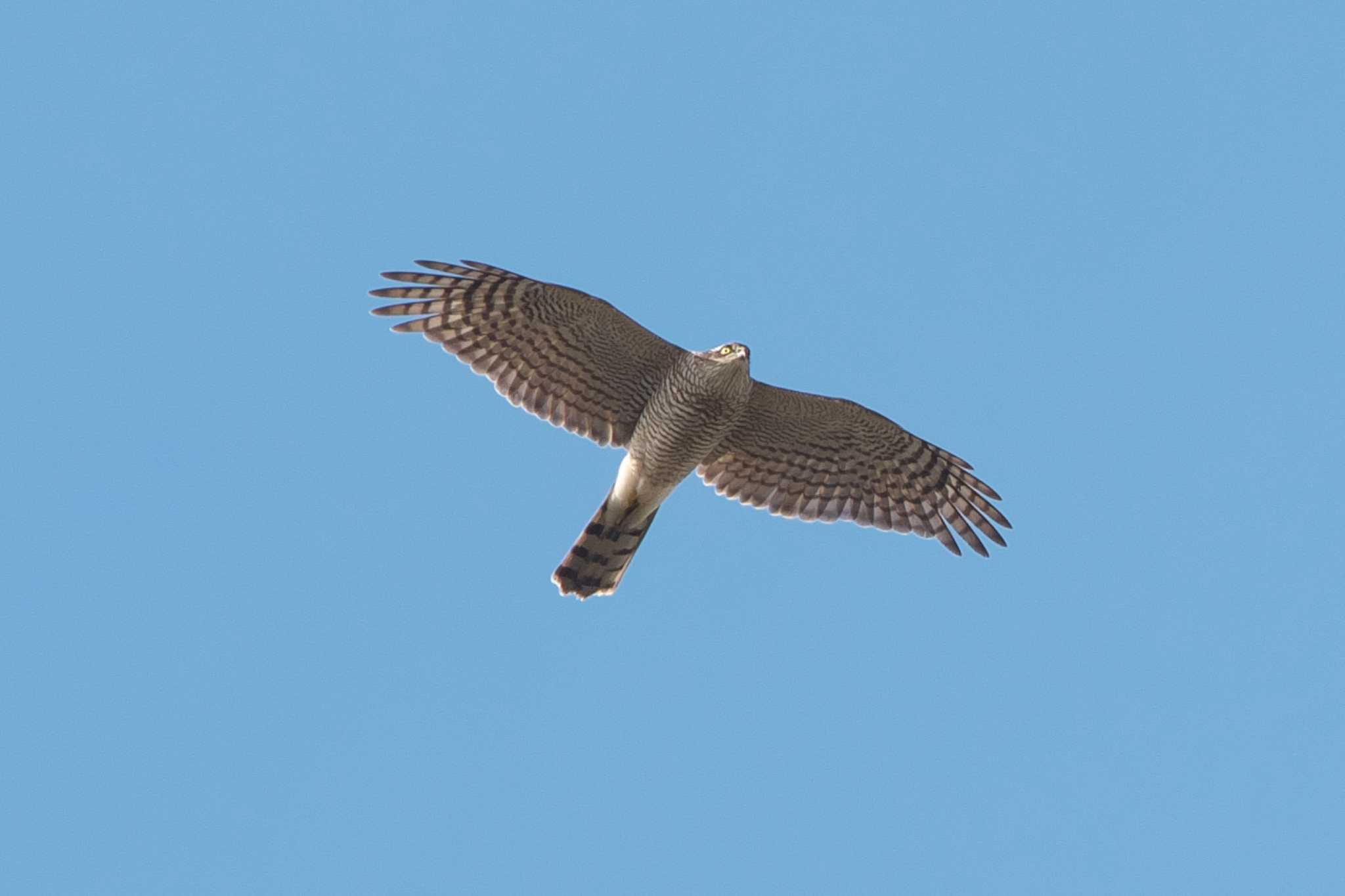 Eurasian Goshawk